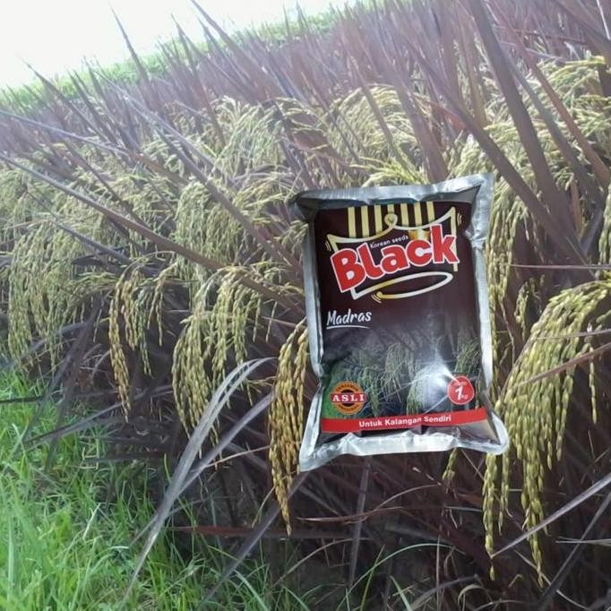 

Terlaris Benih Padi Black Madras