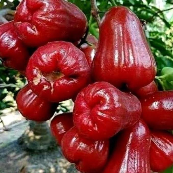 

Terlaris Terlaris Bibit Tanaman Buah Jambu Air Citra Jumbo Hasil Okukasi Super