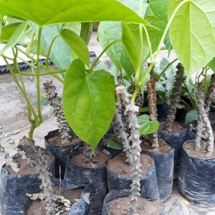 

Terlaris Asli! Tanaman Obat Butrowali Brotowali Atawali Obat Herbal Terlaris