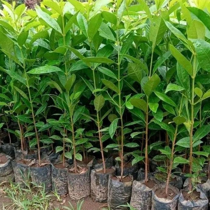 

Terlaris Bibit Daun Salam Termurah