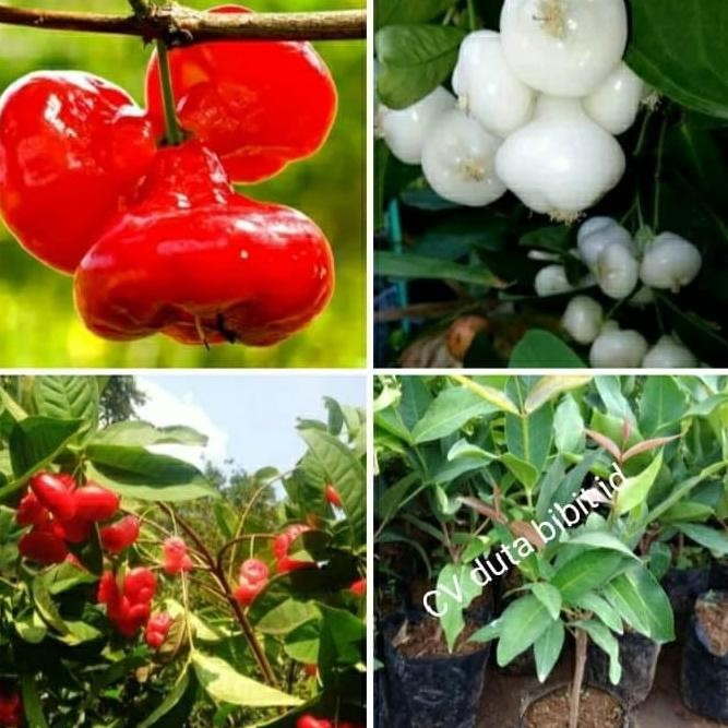 

Terlaris Paket Bibit Jambu Air Kancing Merah Dan Bibit Jambu Air Kancing Putih