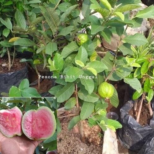 

Terlaris Bibit Buah Jambu Kristal Merah(Nonbiji) Berbunga/Berbuah
