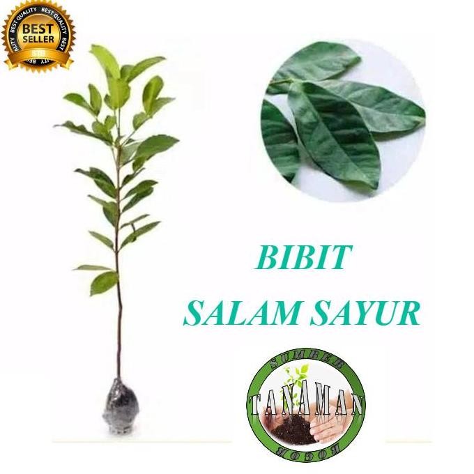 

Terlaris Bibit Pohon Tanaman Daun Salam Sayur