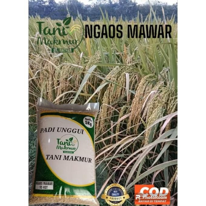 

Terlaris Benih Padi Ngaos Mawar 5Kg