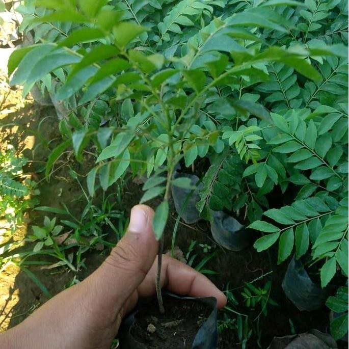 

Terlaris Bibit Salam Koja Atau Daun Kari