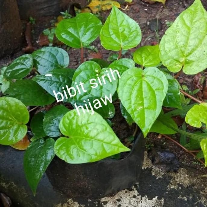

Terlaris Tanaman Daun Sirih Hijaw - Tanaman Herbal Sirih - Hijaw