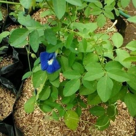 

Terlaris Pohon Bunga Telang - Tanaman Herbal Pohon Bunga Telang