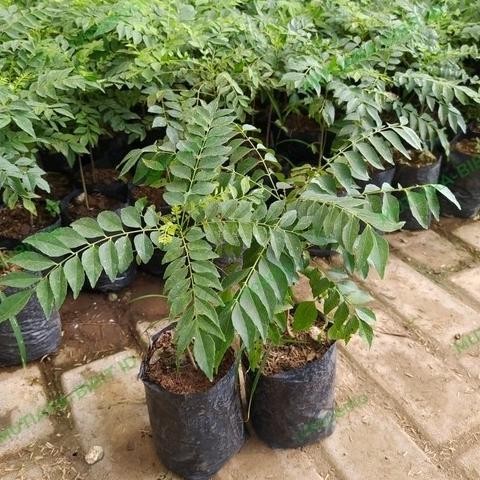 

Terlaris Tanaman Rempah Daun Kari - Bibit Tanaman Daun Salam Koja