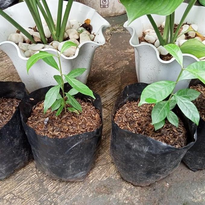 

Terlaris Bibit Daun Salam Bumbu Masak Menurunkan Darah Tinggi