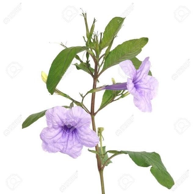 

Terlaris Obat Herbal Diabetes / Tanaman Ruellia Tuberosa