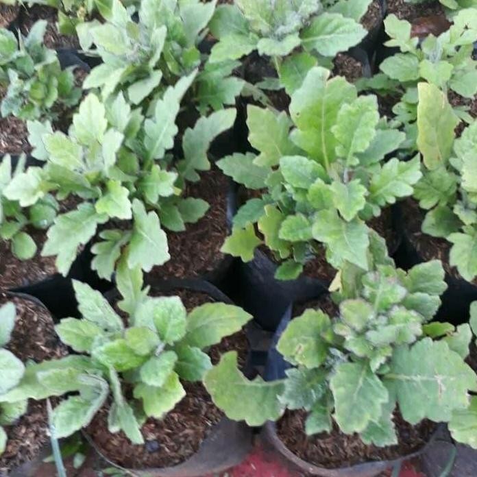 

Terlaris Bibit Tanaman Herbal Pohon Daun Dewa