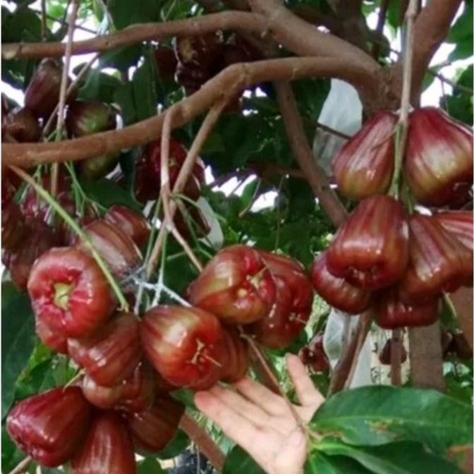 PREMIUM Bibit jambu air dalhari siap berbuah Unggul