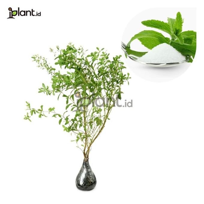 

Terlaris Stevia (Tanaman Herbal)