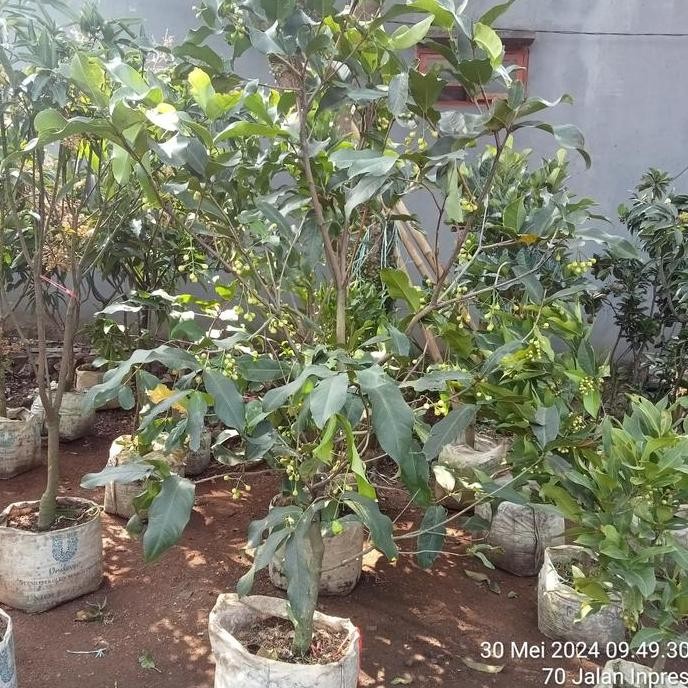 PREMIUM Pohon Jambu Air Dalhari Berbunga/Bibit Jambu Air Dalhari Berbuah/Jambu air berbuah