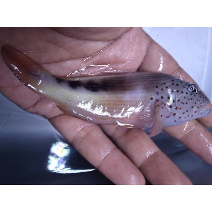 Terlaris Kerapu Pelet - Ikan Hias Aquarium Air Laut