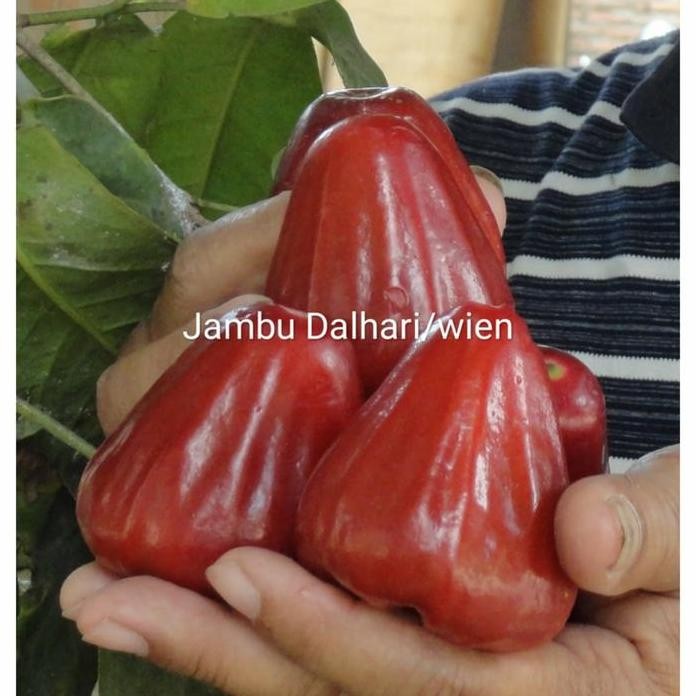 

Terlaris Bibit Jambu Dalhari Cangkok Siap Berbuah (60 - 90 Cm)
