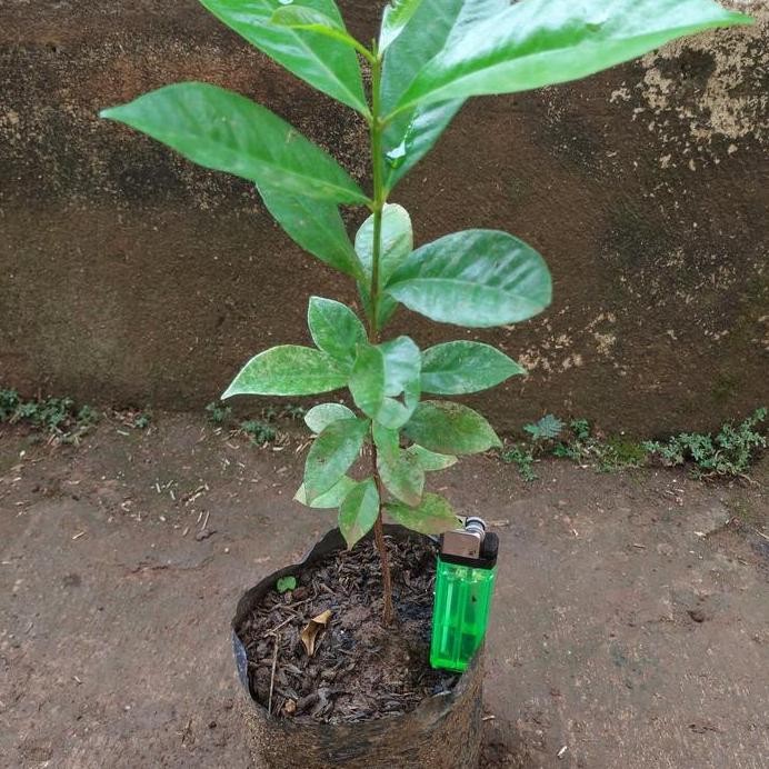 

Terlaris Bibit Tanaman Daun Salam Bumbu/Pohon Daun Salam