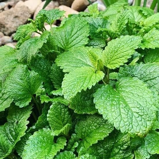 

Terlaris Tanaman Herbal Lemon Balm