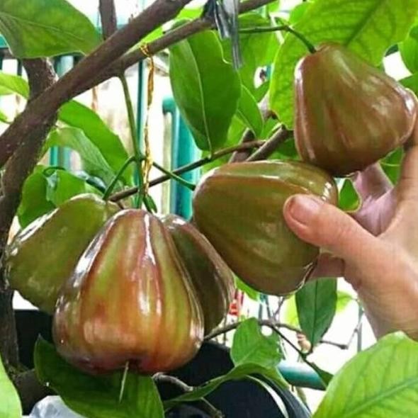 

Terlaris Bibit Buah Jambu Air Giant Rose Apple Import