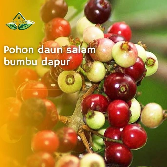 

Terlaris Cod Bibit Tanaman Pohon Buah Daun Salam Bumbu Dapur Gts