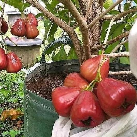 PREMIUM Bibit jambu air dalhari siap berbuah