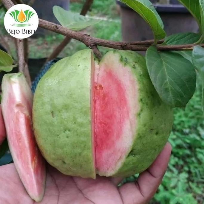 

Terlaris Bibit Jambu Red Diamond | Pohon Jambu Biji Merah | Tanaman Buah Jambu