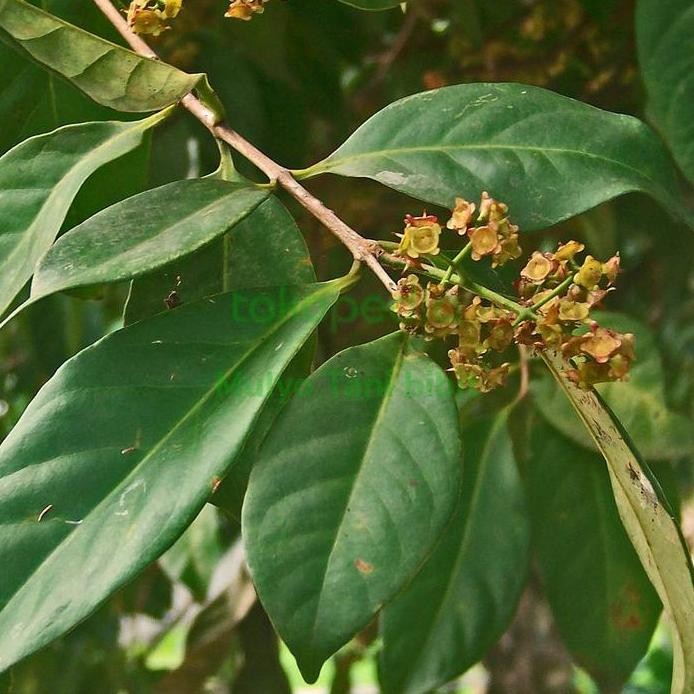 

Terlaris Bibit Tanaman Salam - Daun Salam - Penyedap Masakan Daun Bumbu 70-80Cm