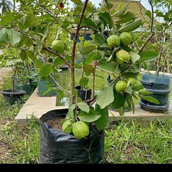 

Terlaris Bibit Jambu Kristal Tabulampot (Cocok Di Pot)