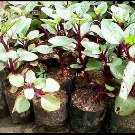 

Terlaris Tanaman Herbal Binahong Merah Pohon Binahong