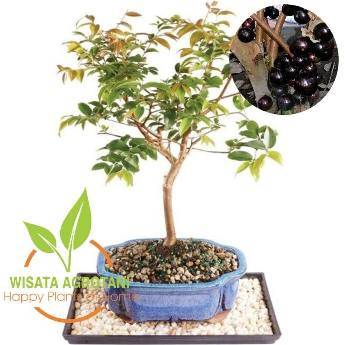 Paket 4 Bibit Tanaman Anggur Pohon Preco Anggur Brazil Cangkok Tanaman PREMIUM