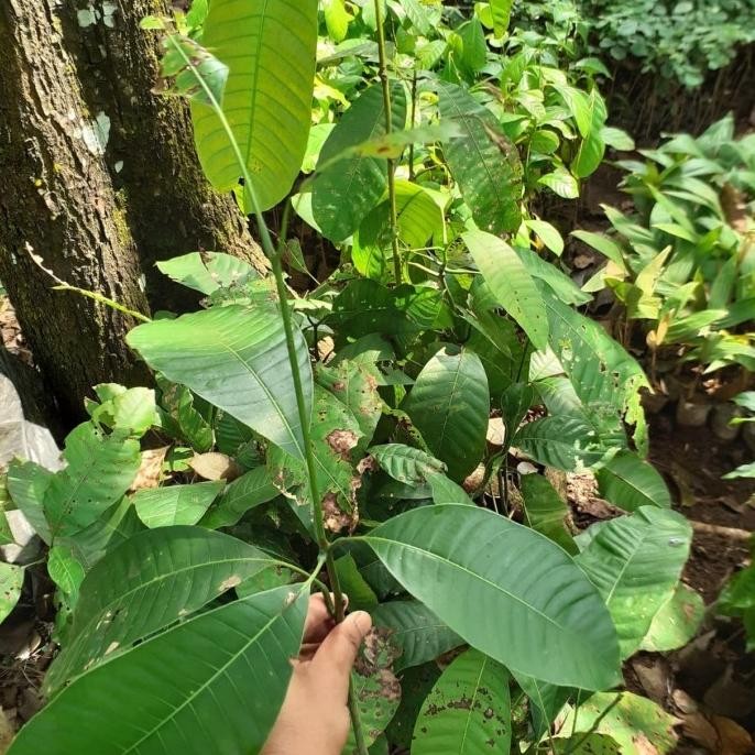 Bibit LANGKA Buah Mangga Kweni - Buah Kuweni -Tanaman Kueni - Bembem PREMIUM