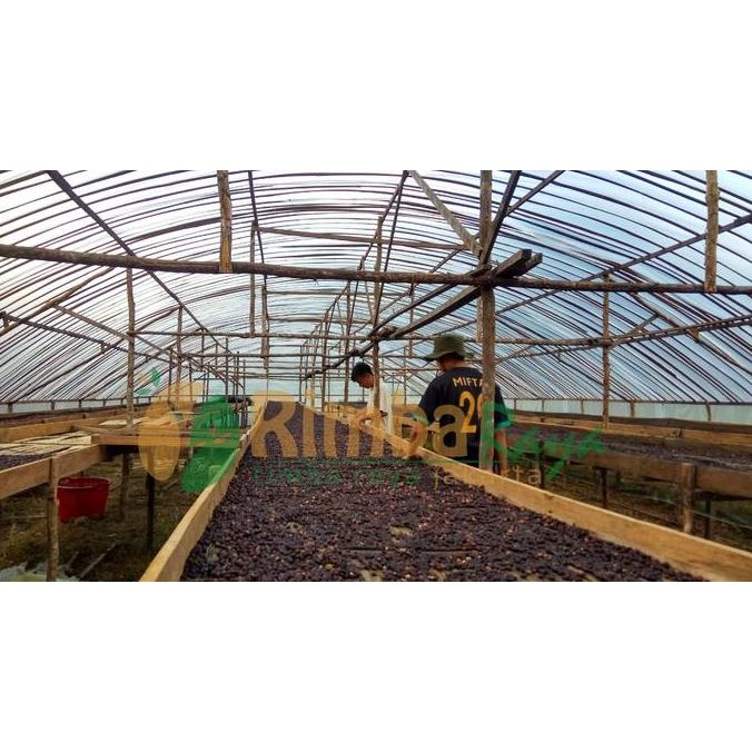 

ready stock Robusta green bean Sidikalang Washed process 1kg