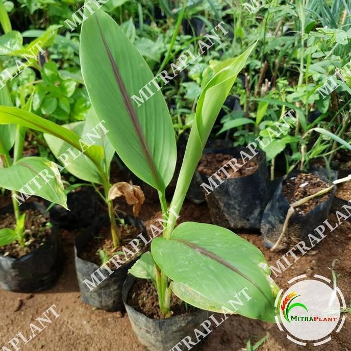 

Terlaris Bibit Pohon Temu Putih - Tanaman Umbi Kunyit Putih - Tanaman Herbal