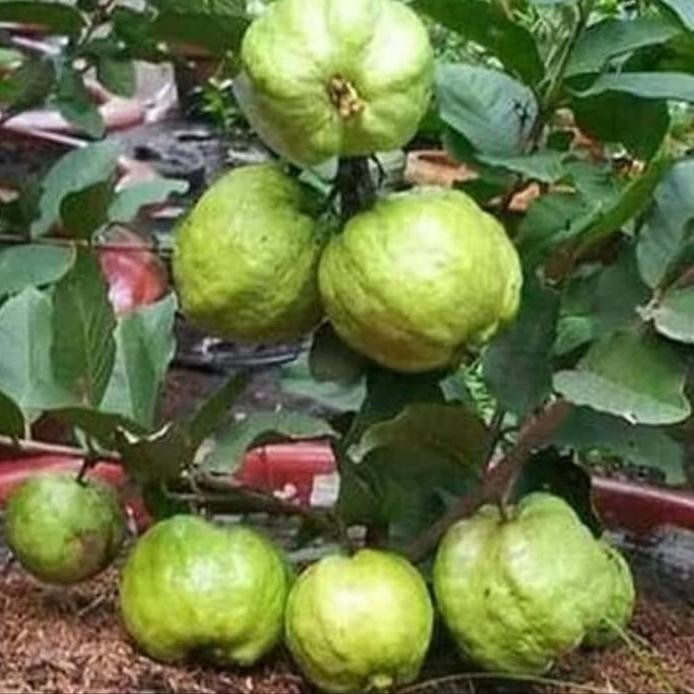 

Terlaris Benih /Bibit Jambu Biji Cristal Isi 25 Biji