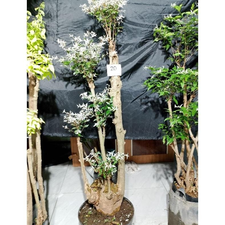 Tanaman Hias Bonsai Taman Anting Putri Salju / Putri Salju 1Meter Aup - Savanan Bonsai