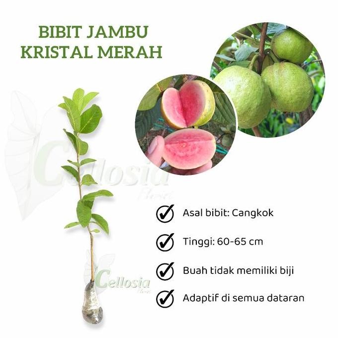 

Terlaris Bibit Tanaman Buah Jambu Sukun Kristal Merah Tanpa Biji