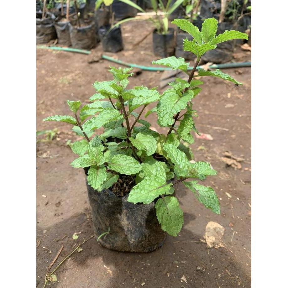 

Terlaris Bibit Tanaman Mint/ Tanaman Herbal Mint