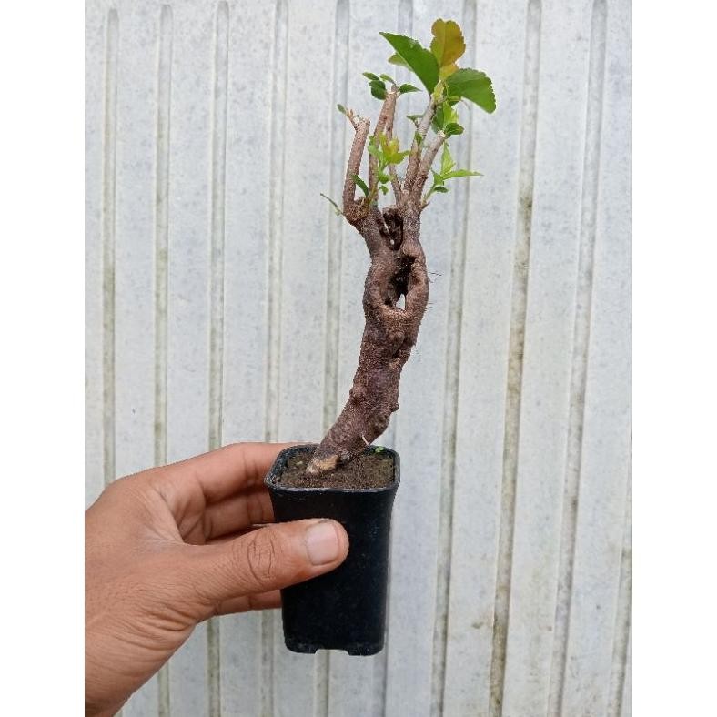 Tanaman Hias Bonsai Mini Rukem Pucuk Merah Siap Pajang - Savanan Bonsai