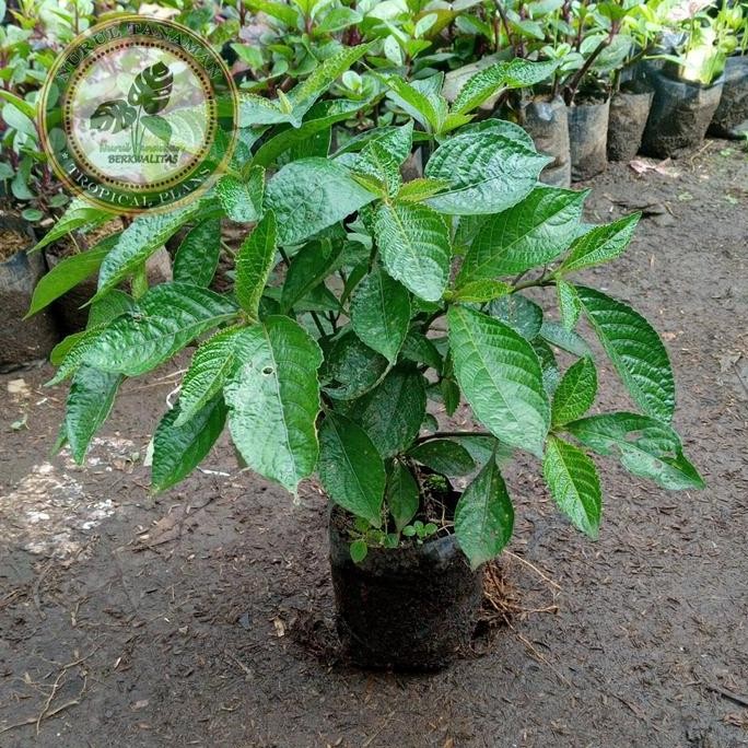 

Terlaris Bibit Pohon Keji Beling / Tanaman Herbal