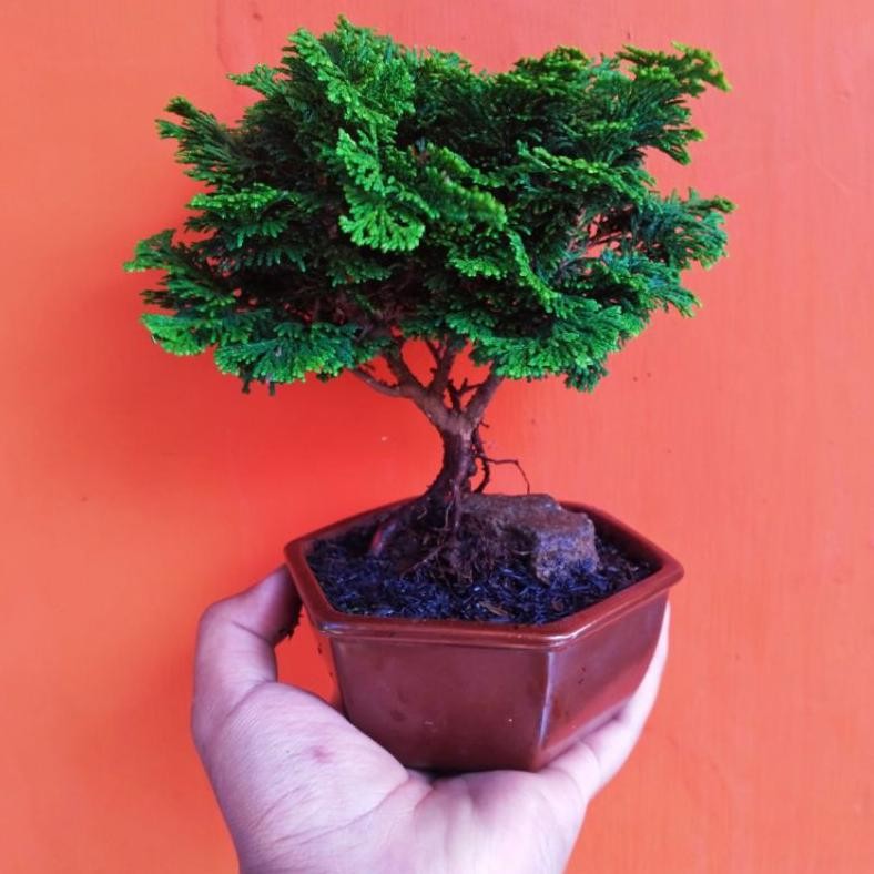 Tanaman Hias Bonsai Cemara Inoki - Savanan Bonsai