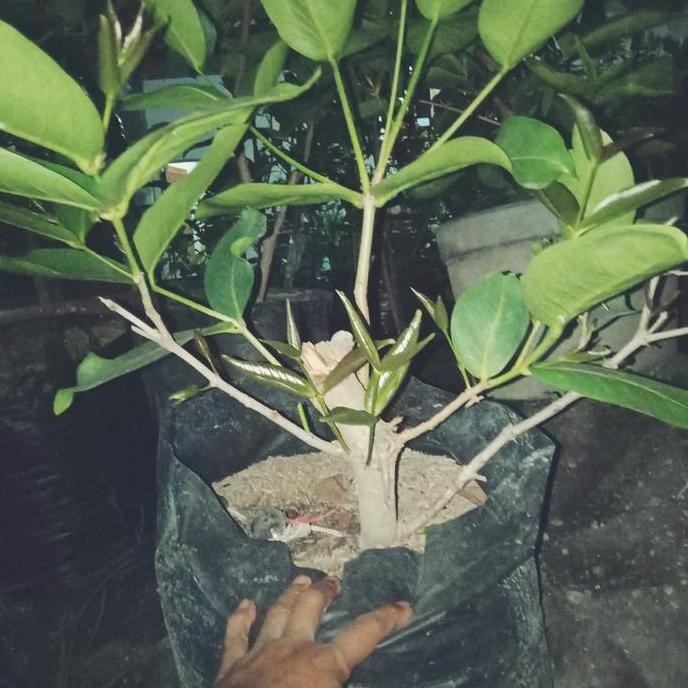 

Terlaris Bibit Cangkok Batang Besar Jambu Air Kingrose