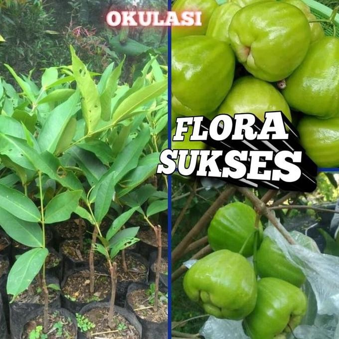 

Terlaris Bibit Tanaman Jambu Kiojok Okulasi Bibit Jambu Kiojo Manis
