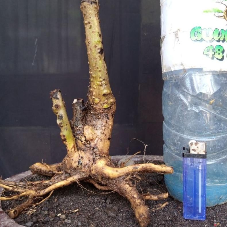 Tanaman Hias Bahan Bonsai Hokianti Import Bunga Formal Gaya Twin Akar Bagus Small Size Real Pict - S