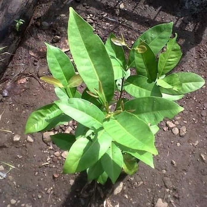 

Terlaris Bibit Pohon Daun Salam Sayur - Bumbu Masak Kualitas Petani Dan Murah