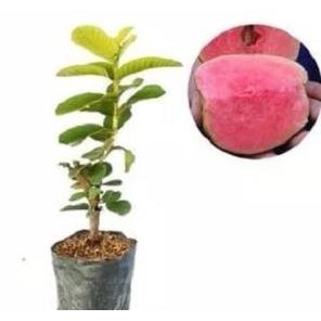 

Terlaris Bibit Jambu Merah Tanpa Biji Unggul