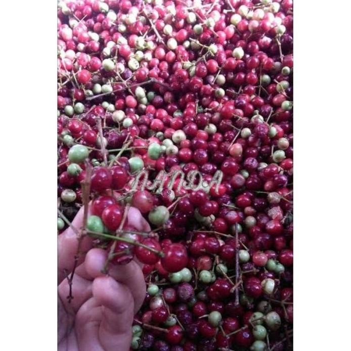 

Terlaris Di Banting Bibit Tanaman Buah Daun Salam Super Genjah Pohon Buah Azo