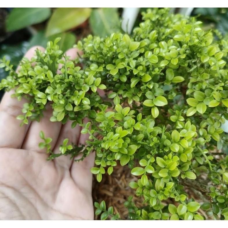 Tanaman Hias Kemuning Super Micro / Bahan Bongsai Meme - Savanan Bonsai