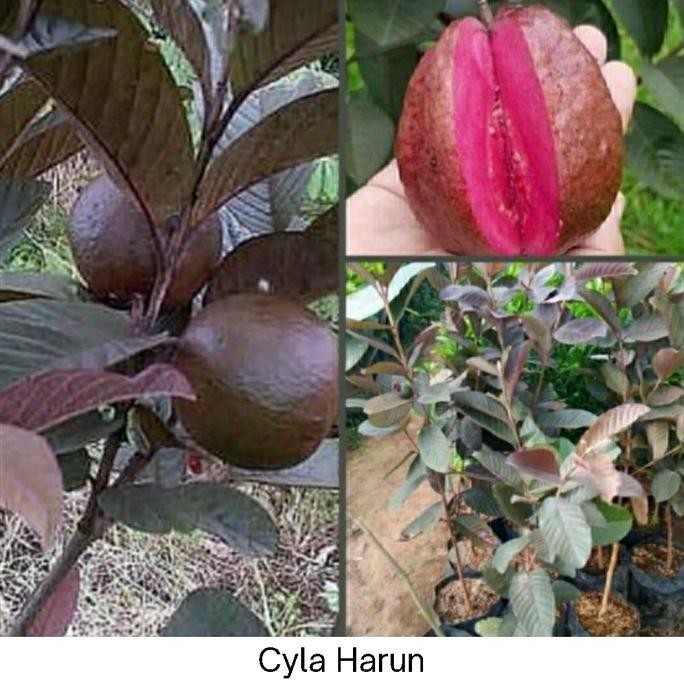 

Terlaris Bibit Jambu Kristal Merah Australia