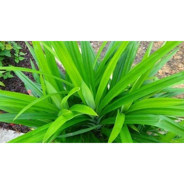 

Terlaris Bibit Tanaman Herbal Pandan Wangi