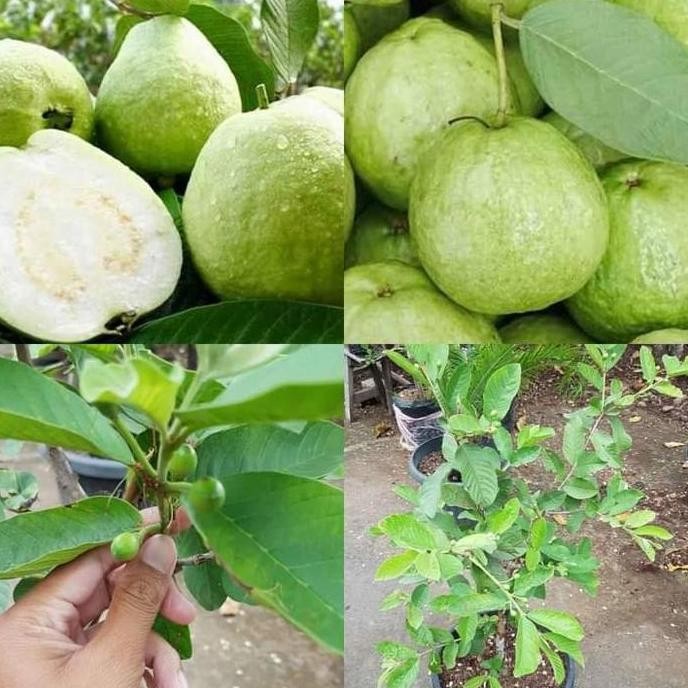 

Terlaris Bibit Jambu Kristal Putih Sudah Berbuah Bisa Cod